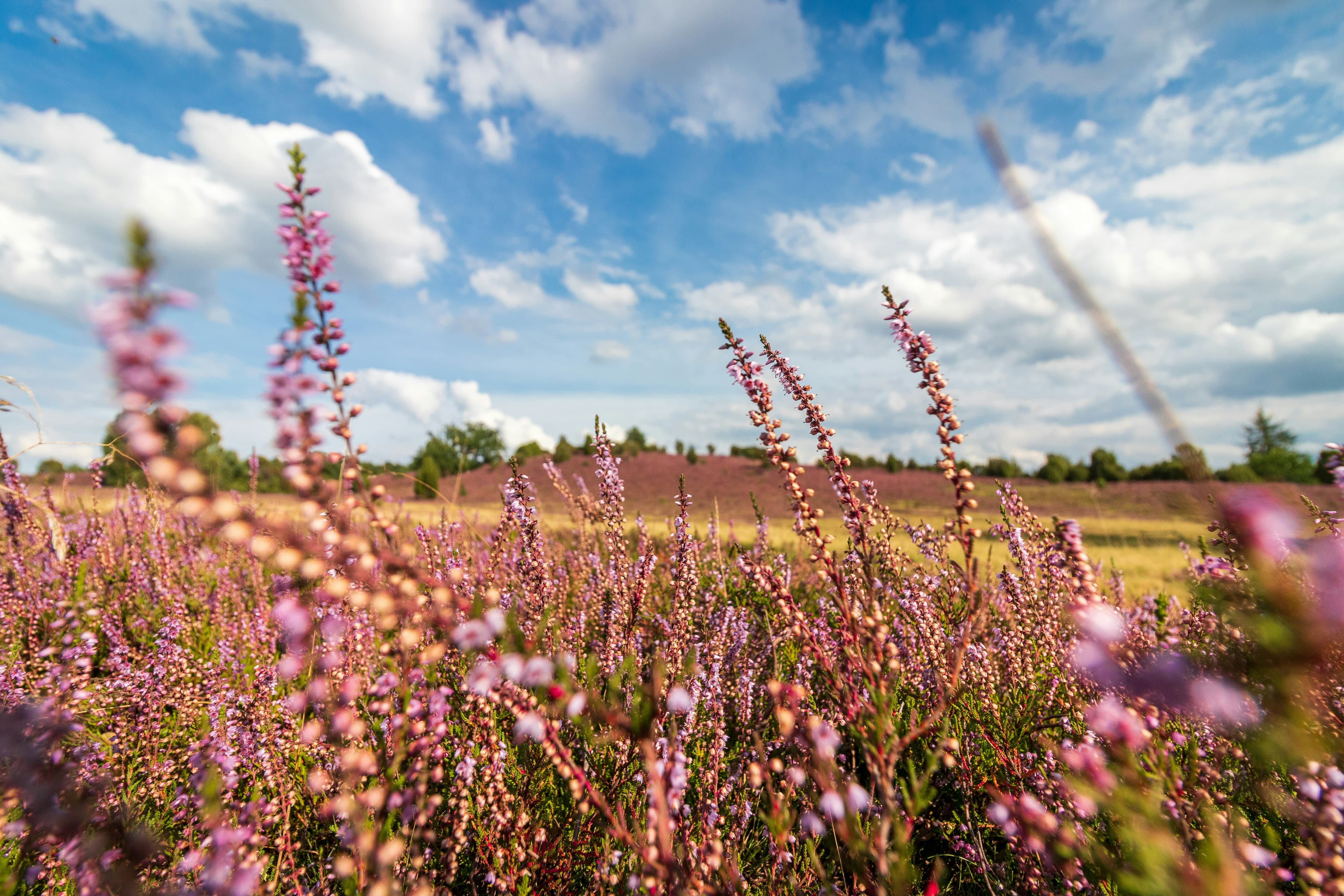 Purple Dreams in the Lüneburg Heath