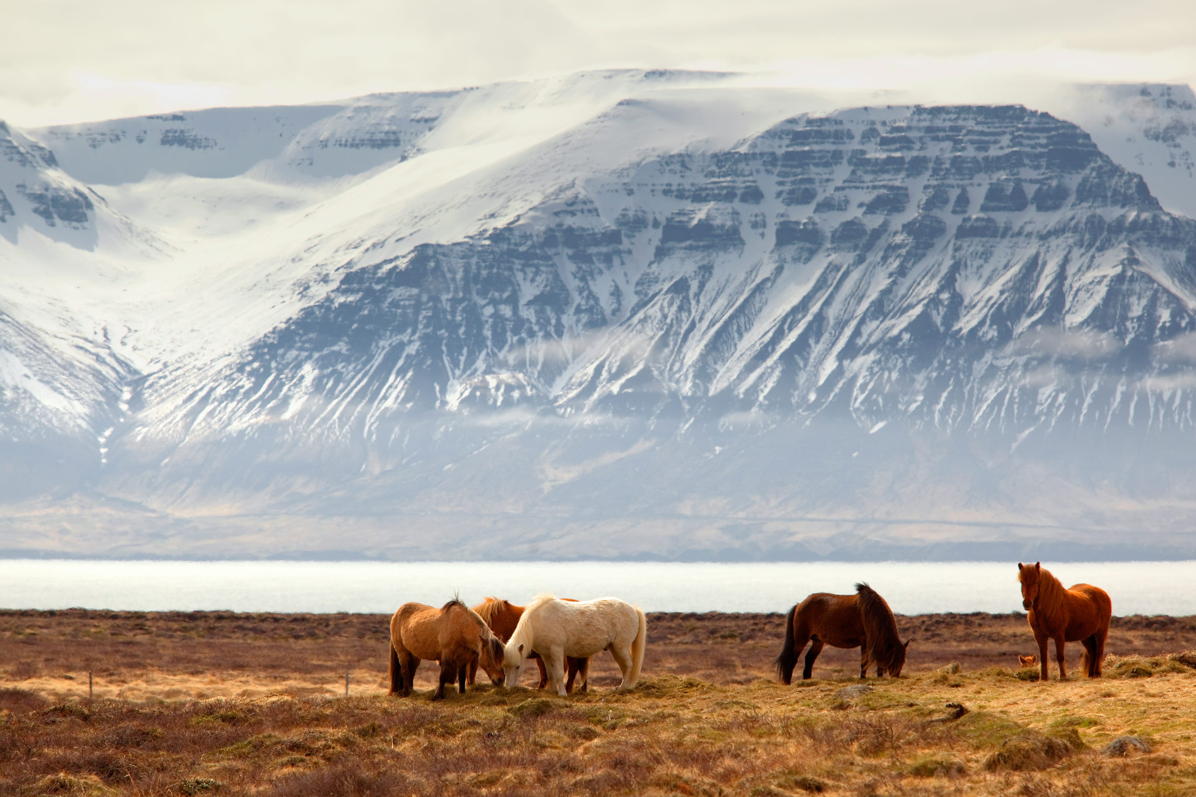 Icelandic horses